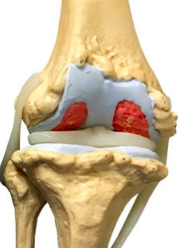 Radiografía articulaciones